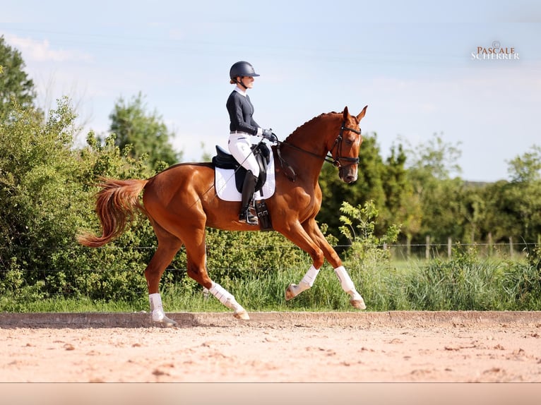Hanovrien Hongre 4 Ans 178 cm Alezan in Maussane