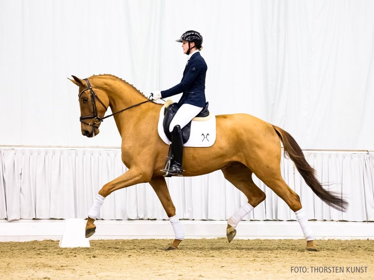 Hanovrien Hongre 4 Ans 178 cm Alezan in Verden