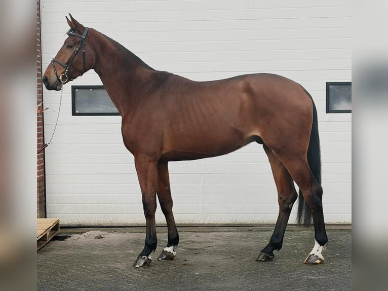 Hanovrien Hongre 4 Ans 178 cm Bai in Someren