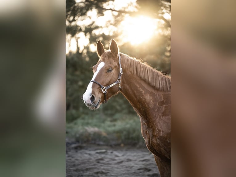 Hanovrien Hongre 4 Ans 180 cm Alezan in Trebbin