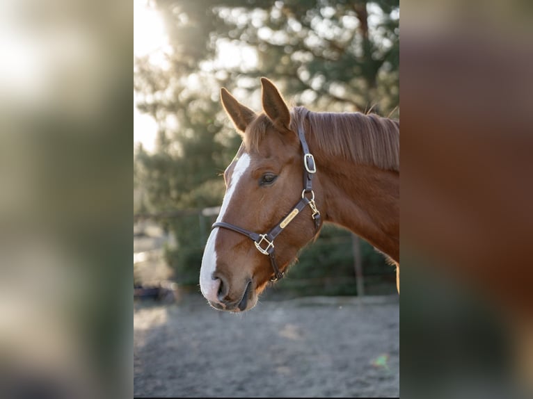 Hanovrien Hongre 4 Ans 180 cm Alezan in Trebbin