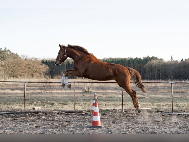 Hanovrien Hongre 4 Ans 180 cm Alezan in Trebbin