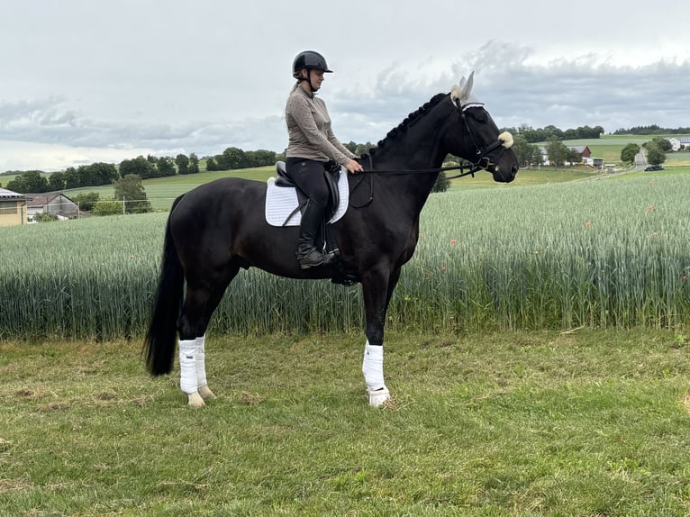 Hanovrien Hongre 4 Ans 180 cm Bai brun foncé in Villmar