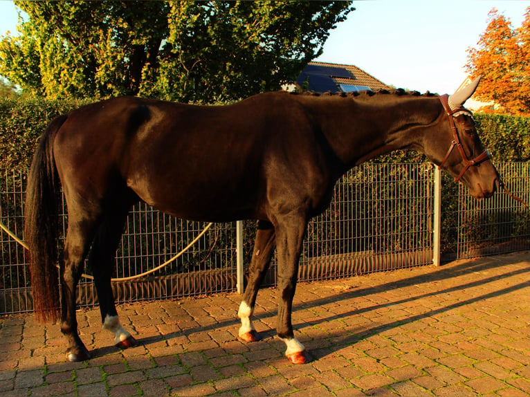 Hanovrien Hongre 4 Ans 180 cm Noir in WietzeWietze