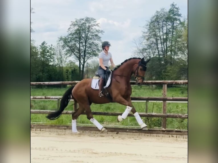 Hanovrien Hongre 4 Ans 181 cm Alezan brûlé in Neuenkirchen