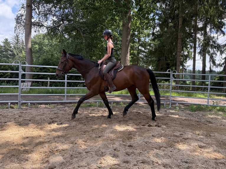Hanovrien Hongre 4 Ans 182 cm Bai in GnarrenburgGnarrenburg