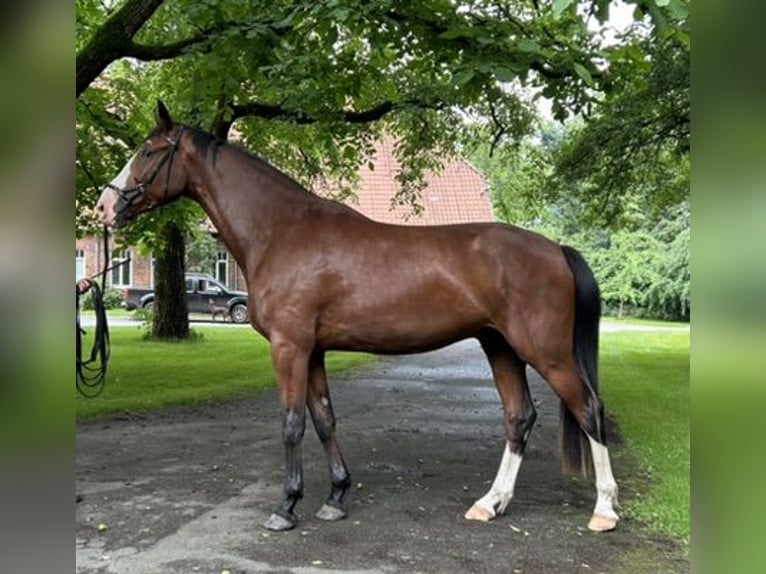 Hanovrien Hongre 4 Ans 182 cm Bai in Nienburg (Weser)