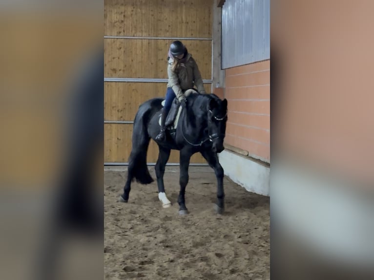 Hanovrien Hongre 4 Ans 182 cm Noir in Stade