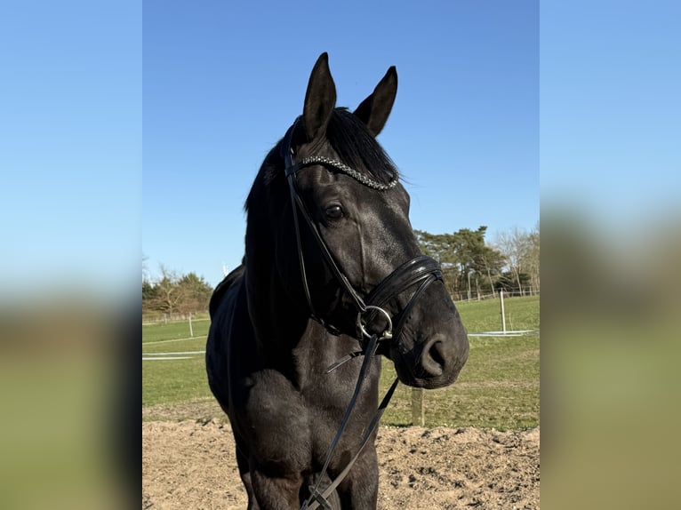 Hanovrien Hongre 4 Ans 182 cm Noir in Stade