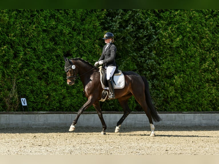 Hanovrien Hongre 4 Ans Bai brun foncé in Hittbergen