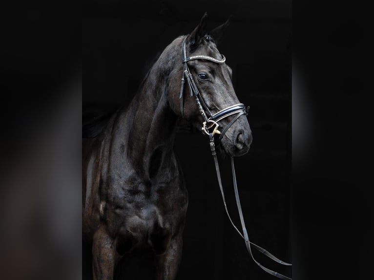 Hanovrien Hongre 4 Ans Noir in Hamburg