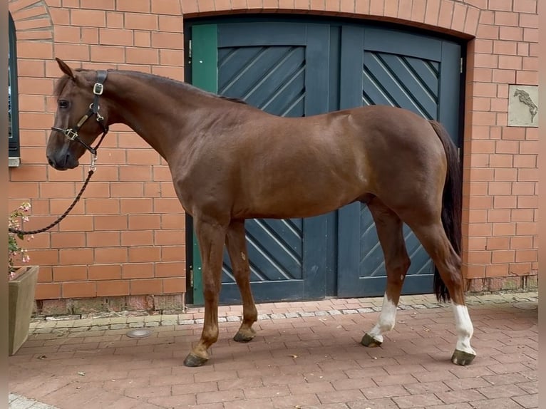 Hanovrien Hongre 5 Ans 162 cm Alezan brûlé in Stolzenau