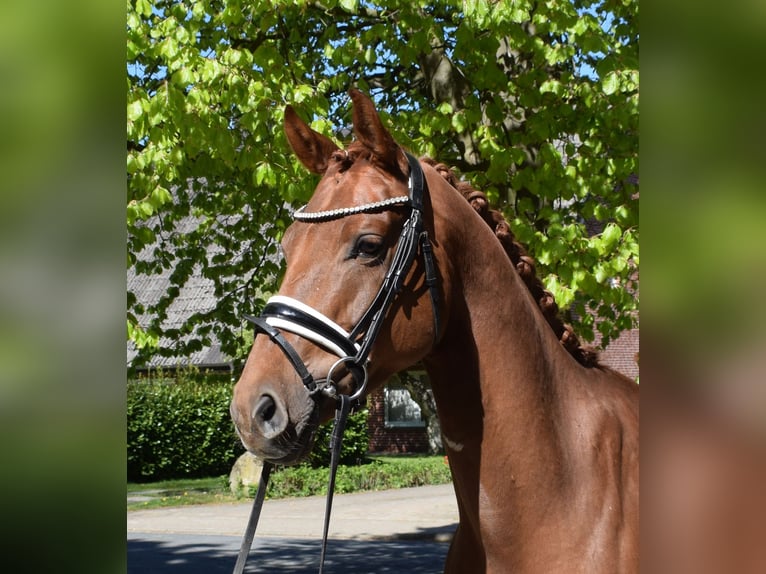 Hanovrien Hongre 5 Ans 162 cm Alezan in Fredenbeck