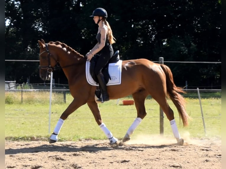 Hanovrien Hongre 5 Ans 162 cm Alezan in Fredenbeck