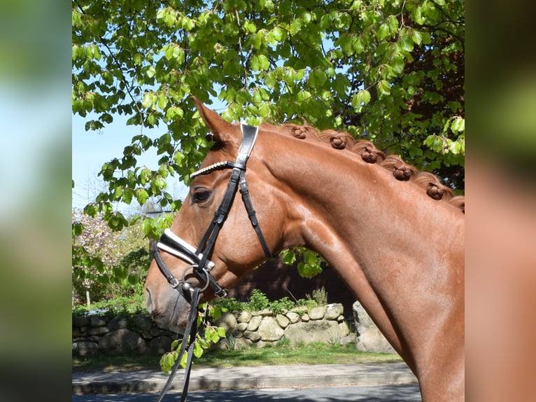 Hanovrien Hongre 5 Ans 162 cm Alezan in Fredenbeck