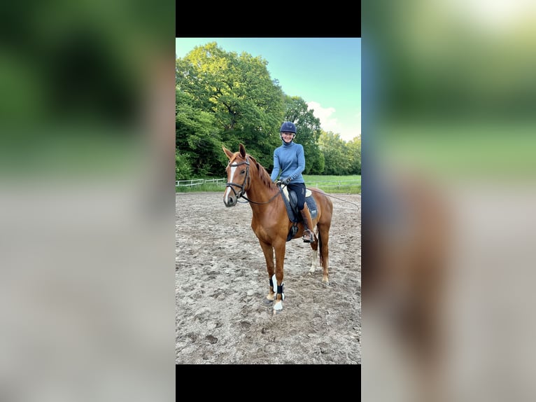 Hanovrien Hongre 5 Ans 162 cm Alezan in Langwedel