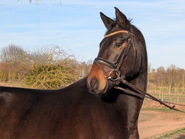 Hanovrien Hongre 5 Ans 162 cm Bai brun in WaldeckWaldeck