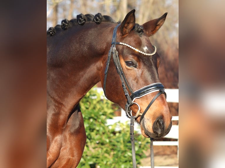 Hanovrien Hongre 5 Ans 162 cm Bai in Selsingen