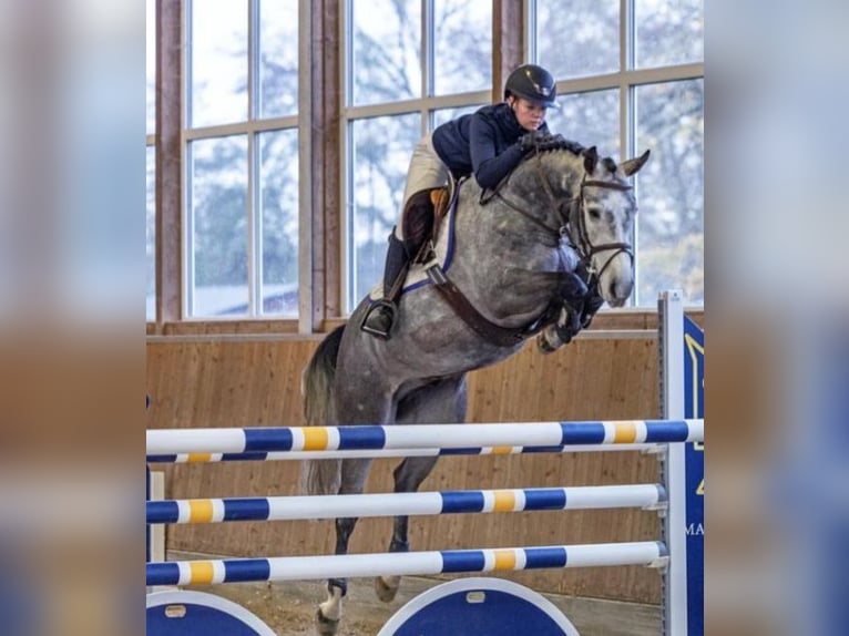 Hanovrien Hongre 5 Ans 162 cm Gris in Dinslaken