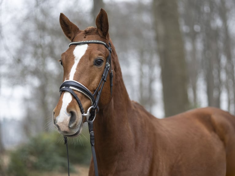 Hanovrien Hongre 5 Ans 163 cm Alezan in DötlingenDötlingen
