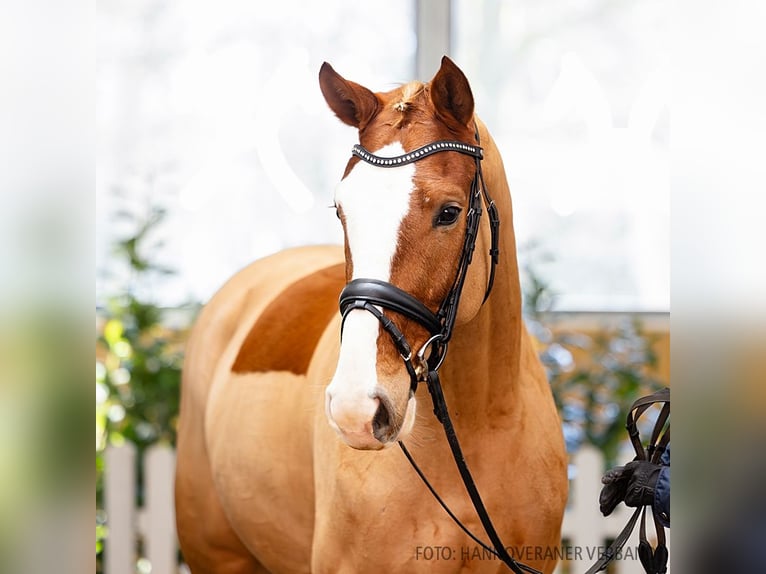 Hanovrien Hongre 5 Ans 163 cm Alezan in Verden