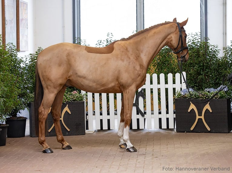 Hanovrien Hongre 5 Ans 163 cm Alezan in Verden