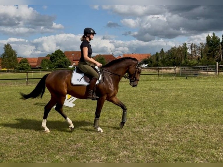 Hanovrien Hongre 5 Ans 163 cm Bai brun in Riede