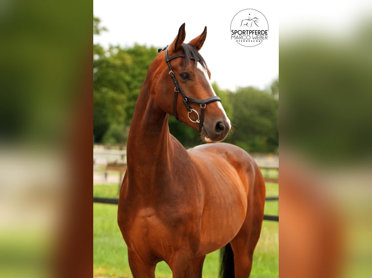 Hanovrien Hongre 5 Ans 163 cm Bai brun in Riede