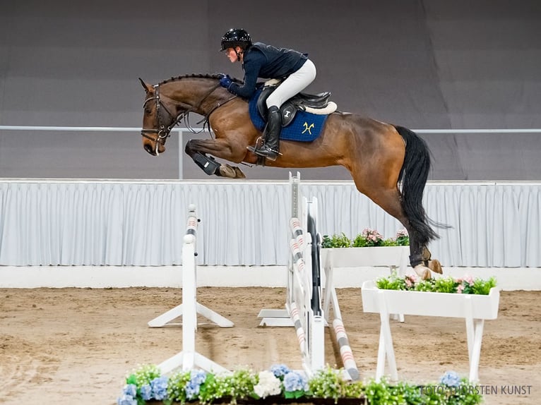 Hanovrien Hongre 5 Ans 163 cm Bai in Verden