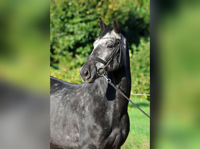 Hanovrien Hongre 5 Ans 163 cm Gris in Kutenholz
