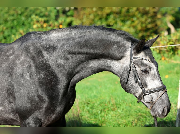 Hanovrien Hongre 5 Ans 163 cm Gris in Kutenholz