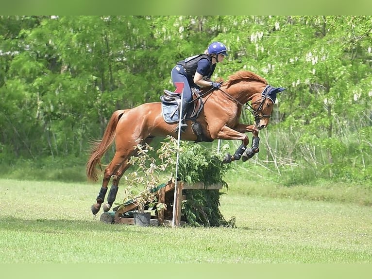 Hanovrien Hongre 5 Ans 164 cm Alezan in Torino