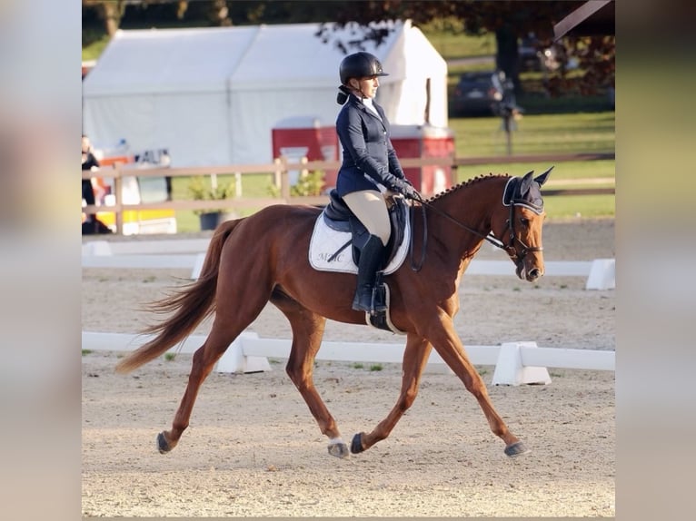 Hanovrien Hongre 5 Ans 164 cm Alezan in Torino