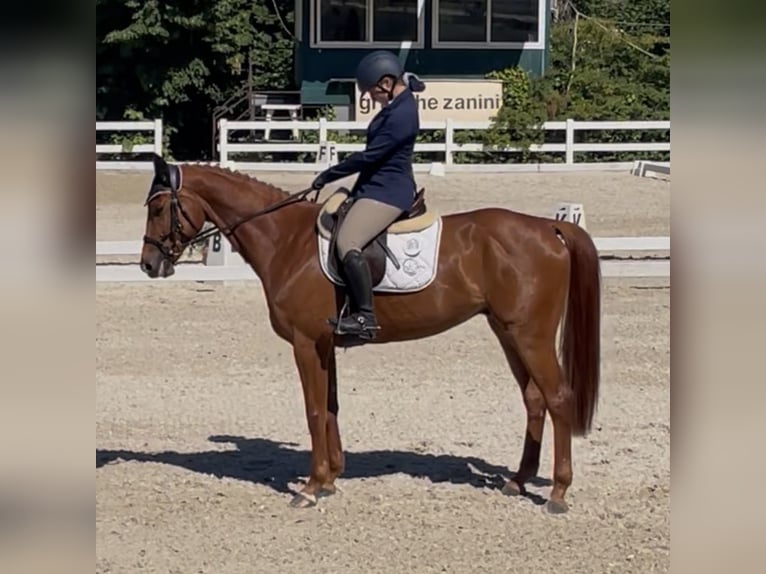 Hanovrien Hongre 5 Ans 164 cm Alezan in Torino
