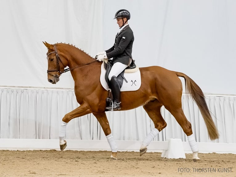 Hanovrien Hongre 5 Ans 164 cm Alezan in Verden