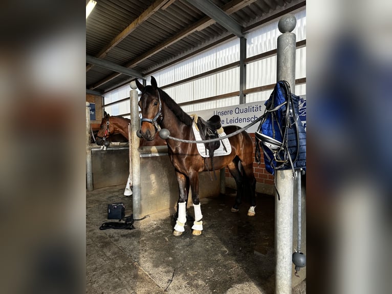 Hanovrien Hongre 5 Ans 164 cm Bai brun in Duderstadt