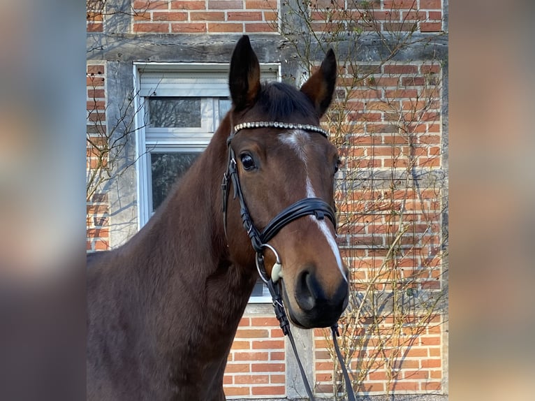 Hanovrien Hongre 5 Ans 164 cm Bai in Dorsten