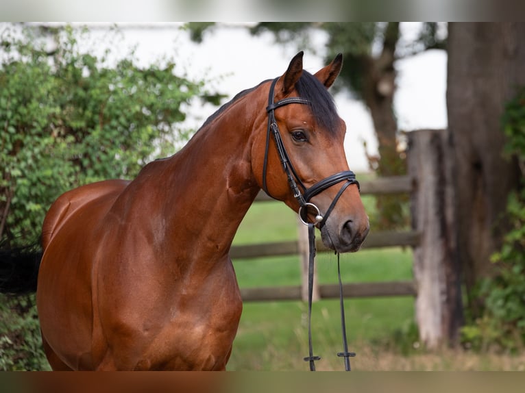 Hanovrien Hongre 5 Ans 164 cm Bai in Geestland