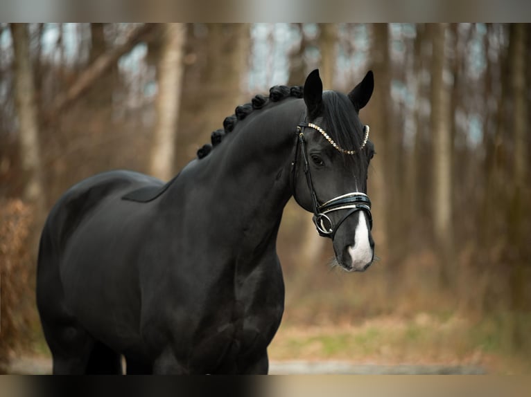 Hanovrien Hongre 5 Ans 164 cm Noir in Wehringen