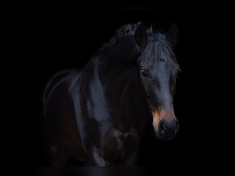 Hanovrien Hongre 5 Ans 165 cm Bai brun in Einbeck