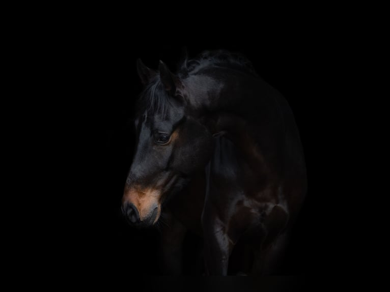 Hanovrien Hongre 5 Ans 165 cm Bai brun in Einbeck