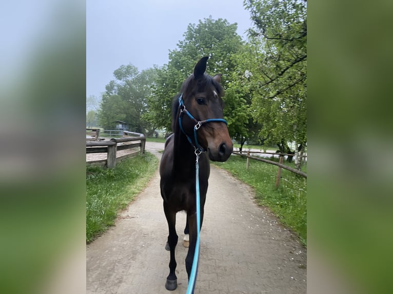 Hanovrien Hongre 5 Ans 165 cm Bai brun foncé in Osterzell