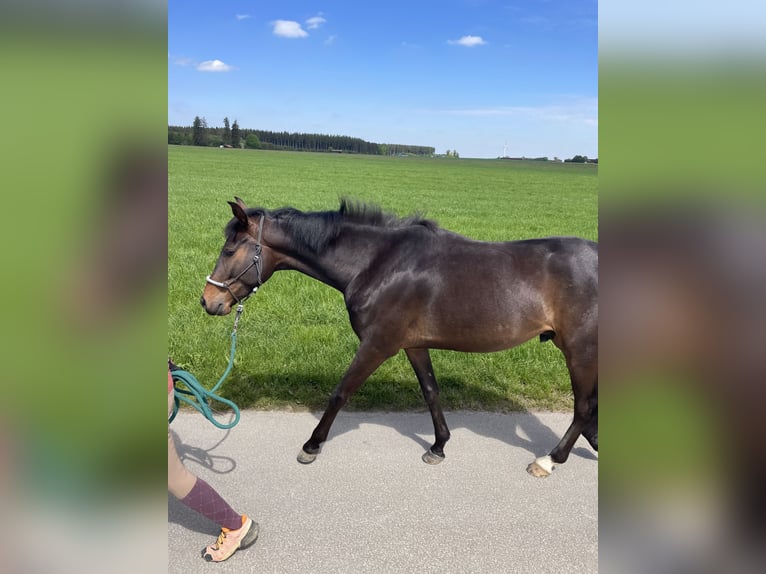 Hanovrien Hongre 5 Ans 165 cm Bai brun foncé in Osterzell