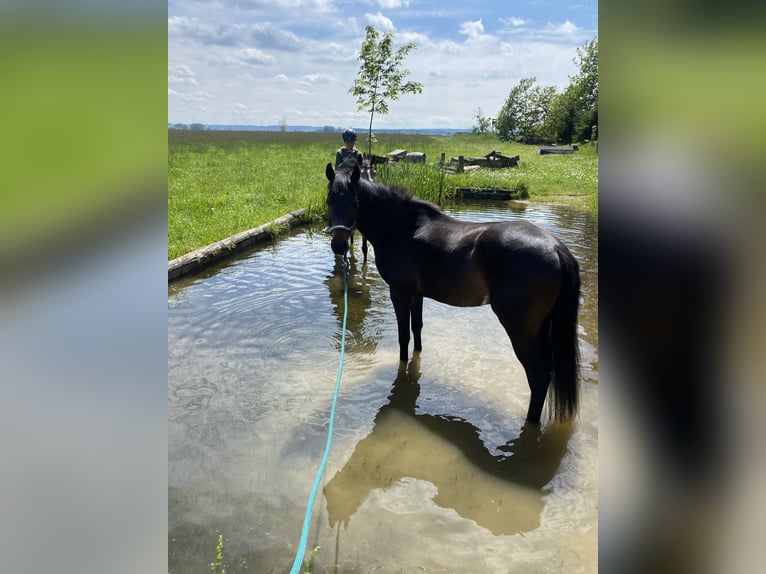 Hanovrien Hongre 5 Ans 165 cm Bai brun foncé in Osterzell