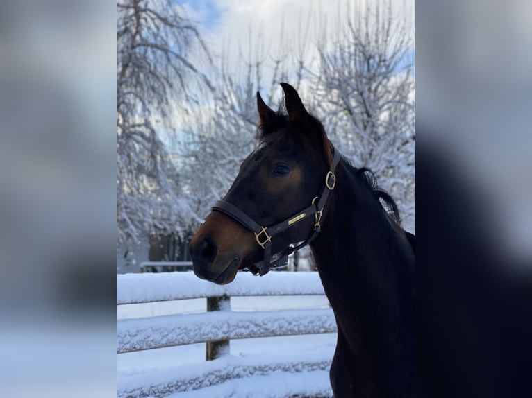 Hanovrien Hongre 5 Ans 165 cm Bai brun foncé in Osterzell