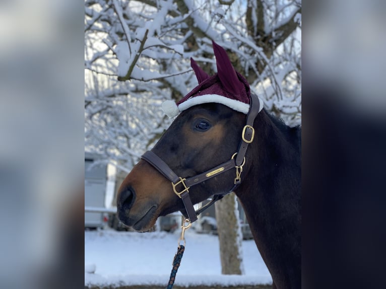 Hanovrien Hongre 5 Ans 165 cm Bai brun foncé in Osterzell
