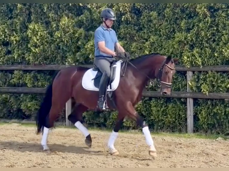Hanovrien Hongre 5 Ans 165 cm Bai in Bramsche