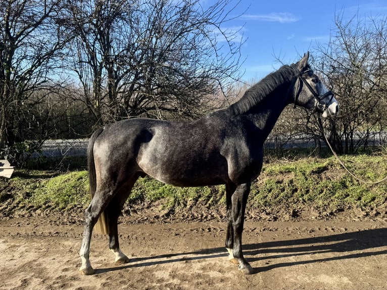 Hanovrien Hongre 5 Ans 165 cm Gris pommelé in Grevenbroich