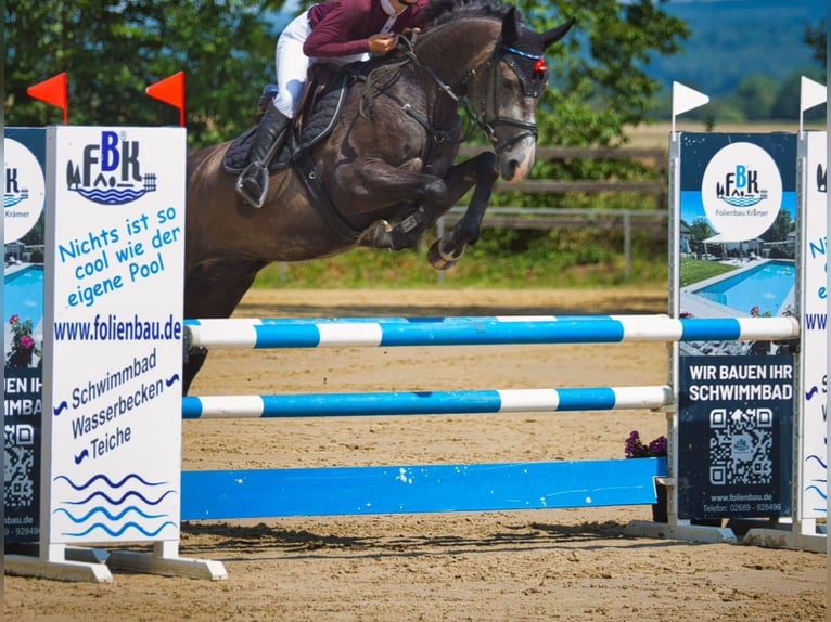 Hanovrien Hongre 5 Ans 165 cm Gris pommelé in Geilenkirchen