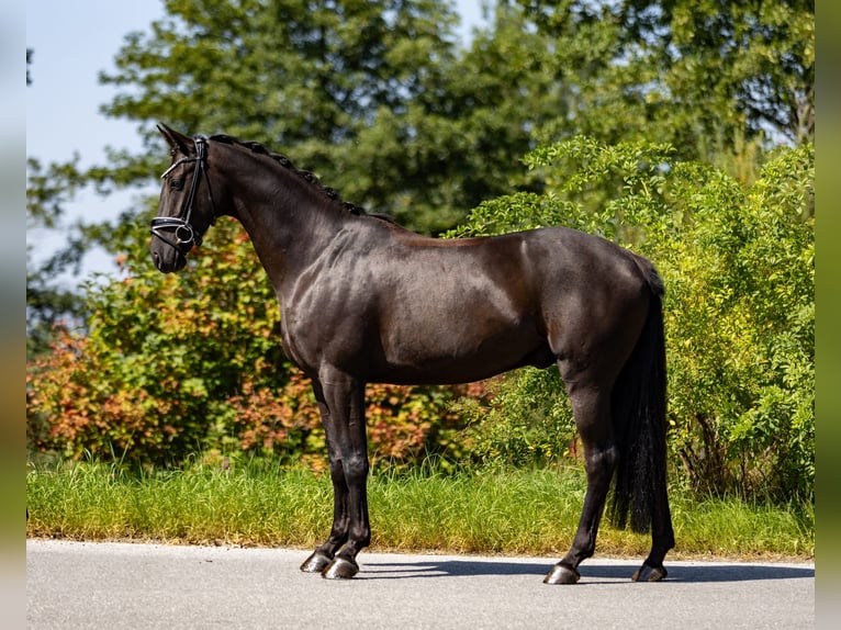 Hanovrien Hongre 5 Ans 165 cm Noir in Rosenheim